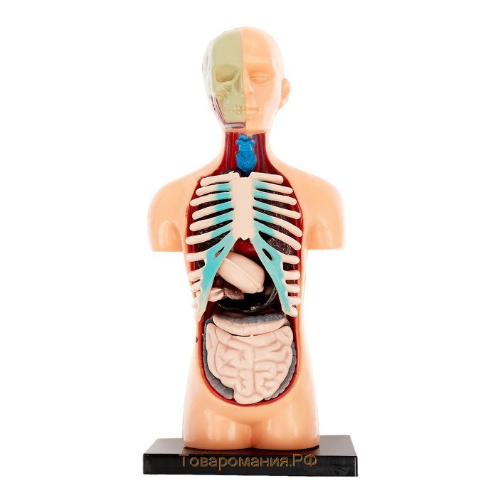 Набор для опытов «Анатомия человека»